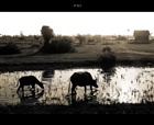 dailyPhoto5